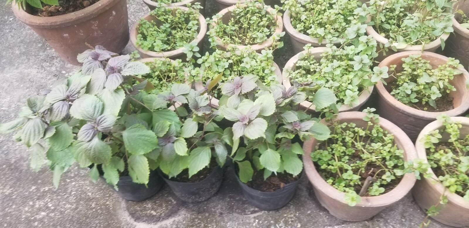 Chậu Cây Bạc hà Peppermint 