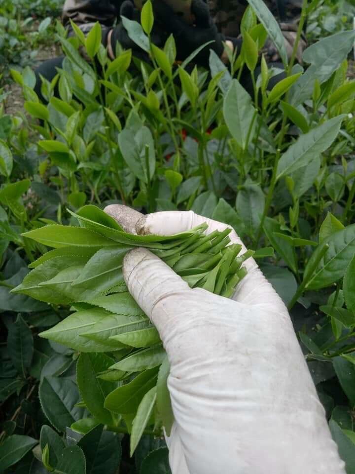 1kg trà  Thái nguyên loại ngon