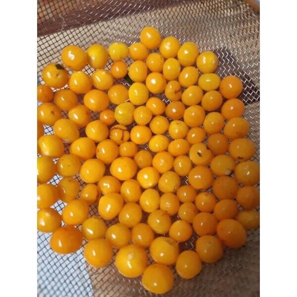 1 lạng ớt mắc nhất thế giới Aij Charapita