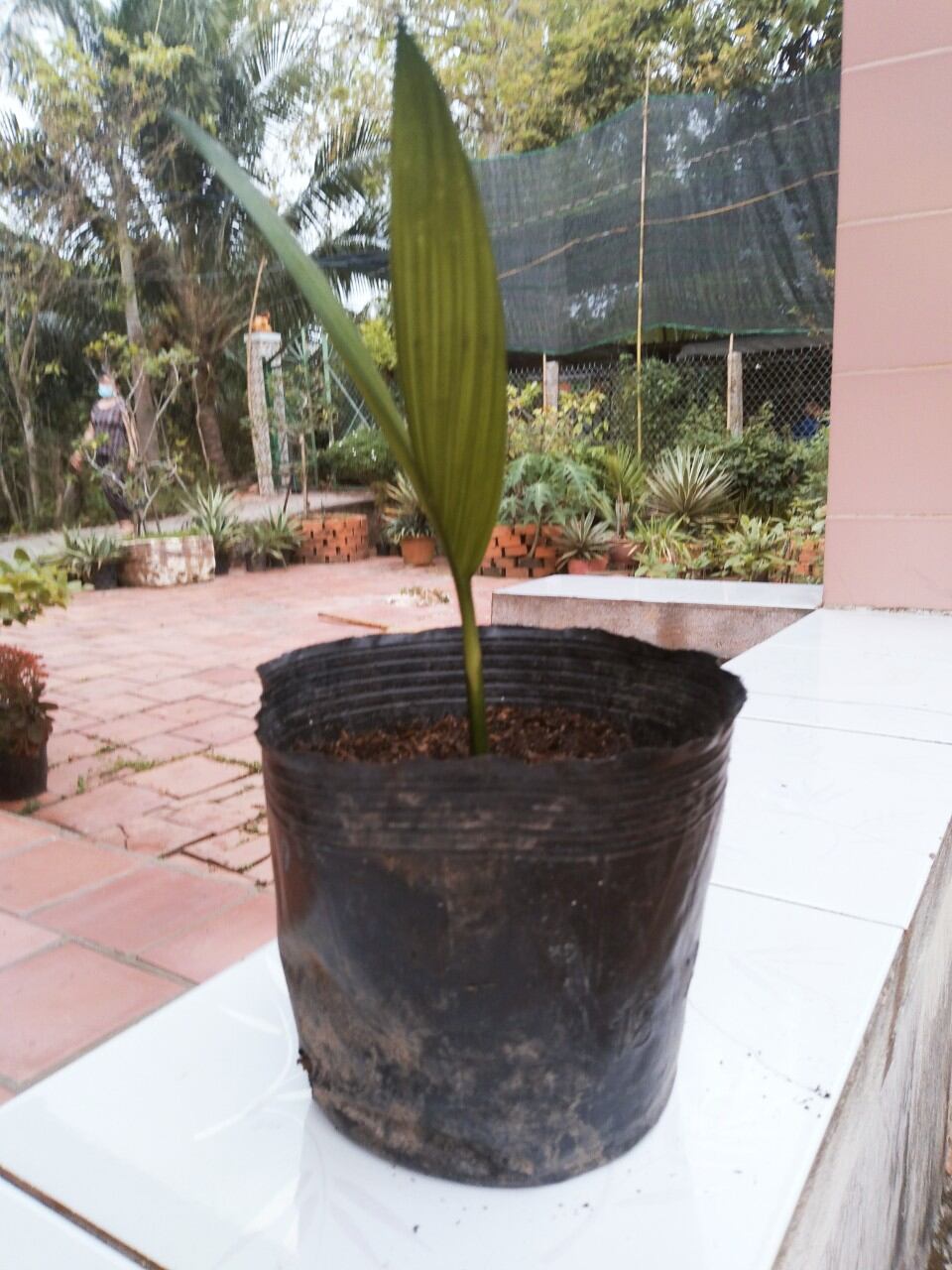 Cây Cau Kiểng Lùn (cây con)
