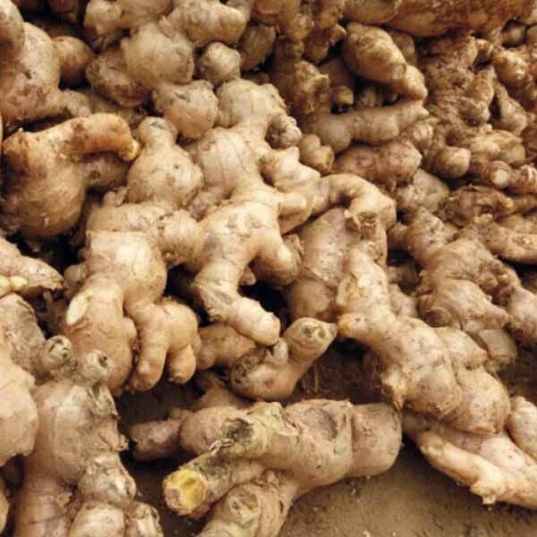 Gừng ré ta gừng việt nam gừng ta 500g