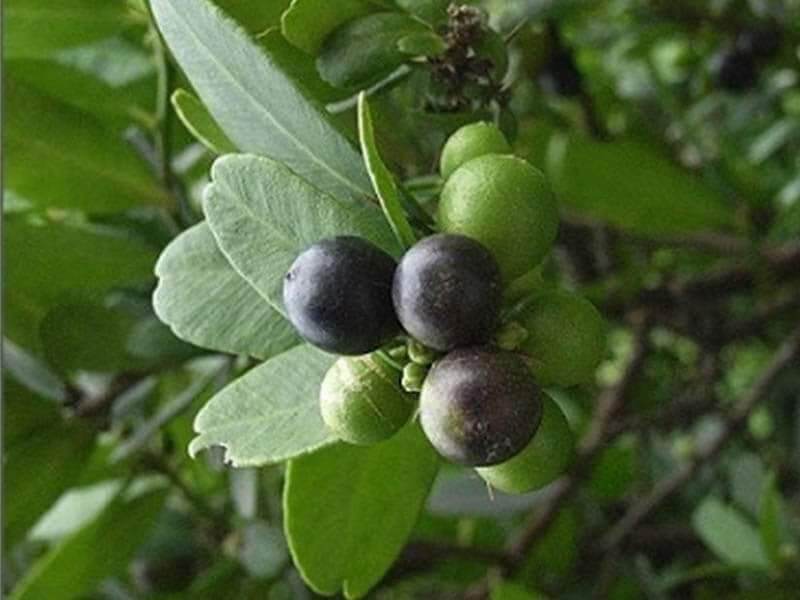 Cây quýt gai khô ( 1kg )