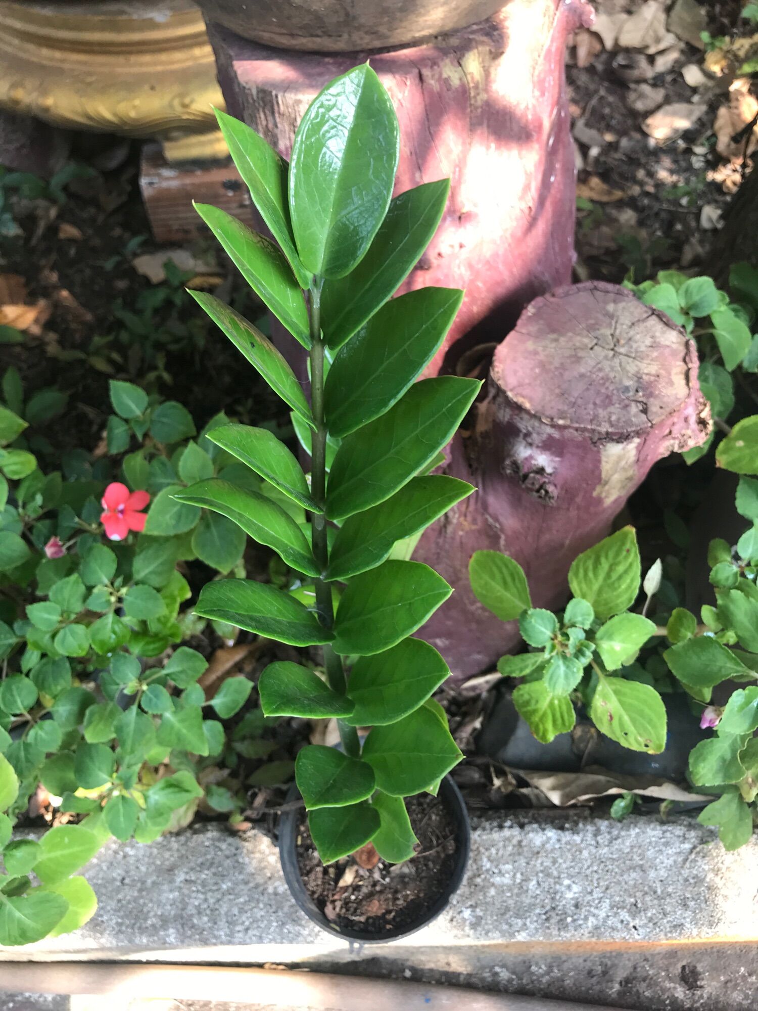 Cây kim tiền ( chậu nhựa size nhỏ )