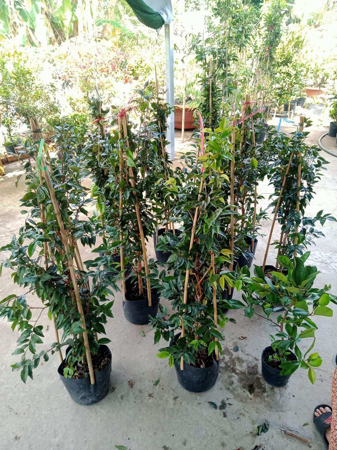 Cây 🌲 Nhỏ Thân Gỗ tứ quý đang trái