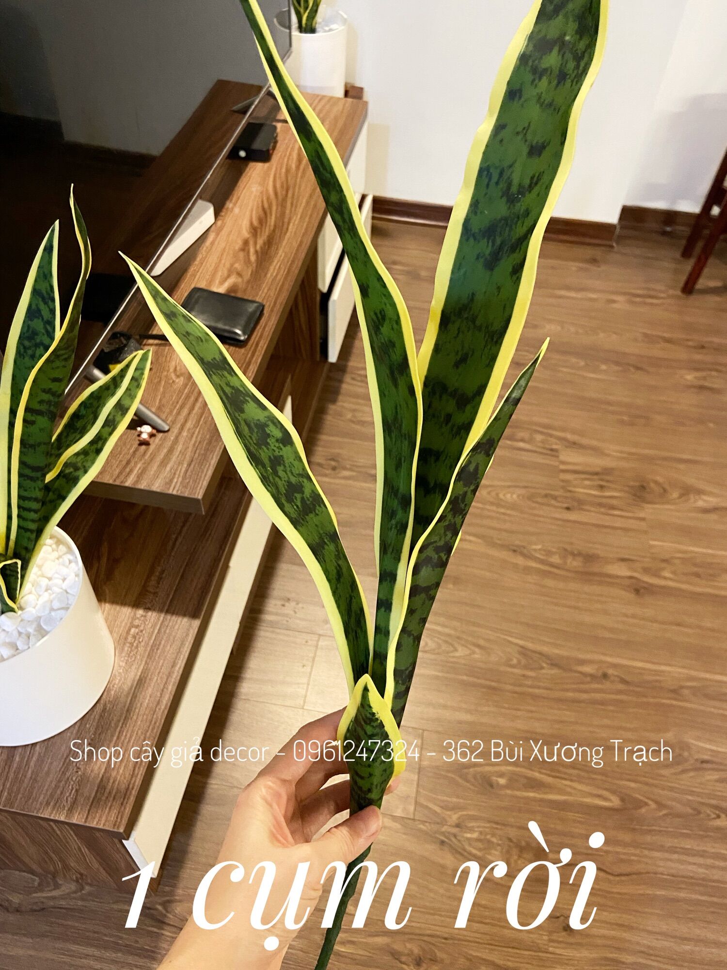 Cây lưỡi hổ giả - cây giả decor