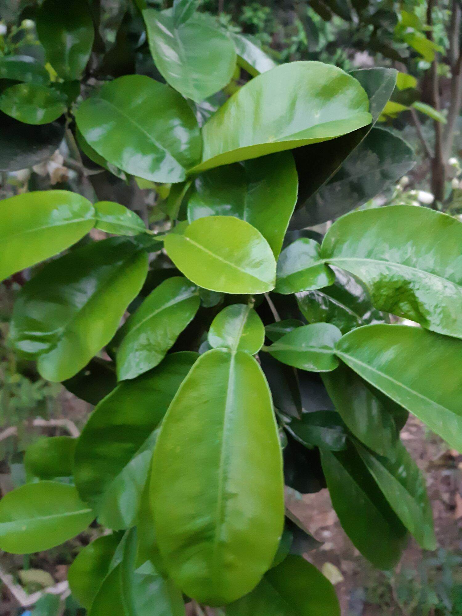 1kg lá bưởi tươi hàng đặt mới hái