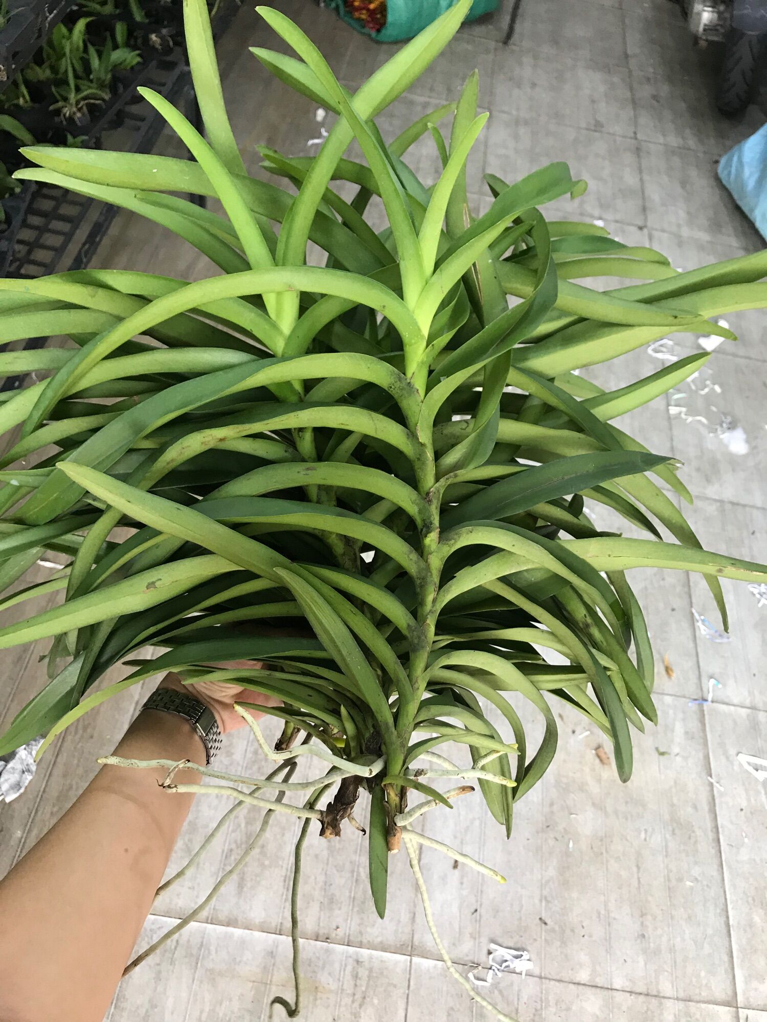 Lan Mokara Con Màu Đỏ - Cao 20-40cm