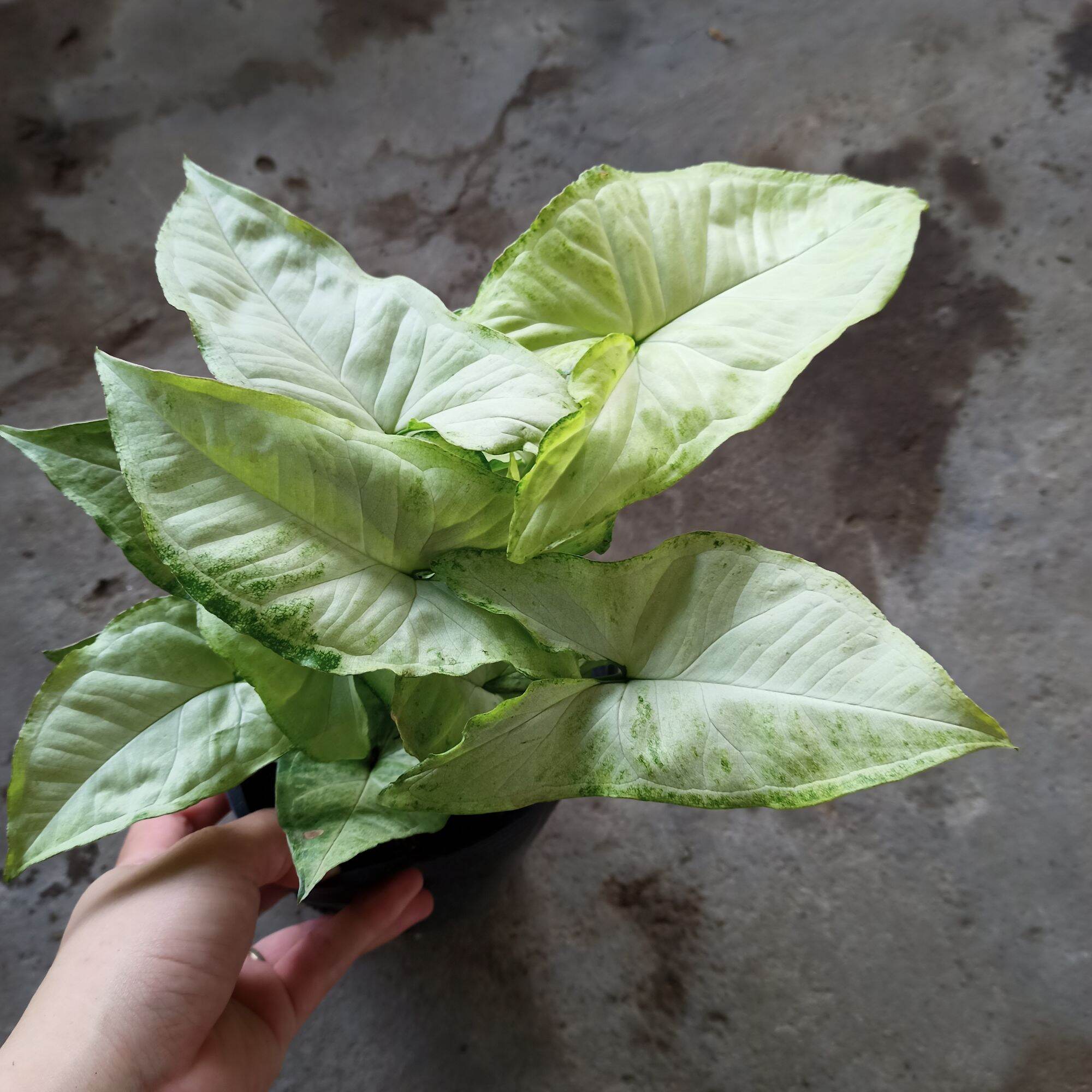 Cây trầu bà trắng