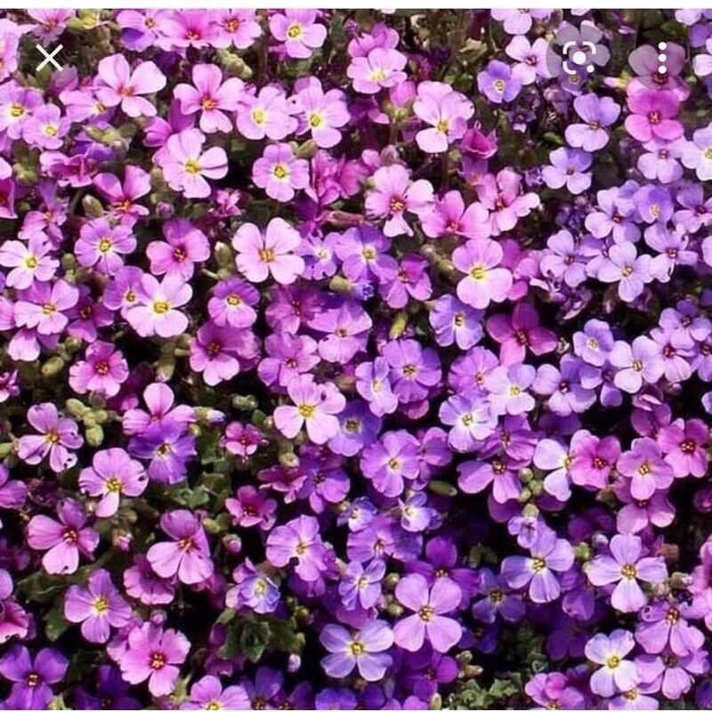CHUẨN HOA 🌹 TẾT 🌸 Hạt Hoa Leo Đá đủ màu(1 gói 100 hạt)