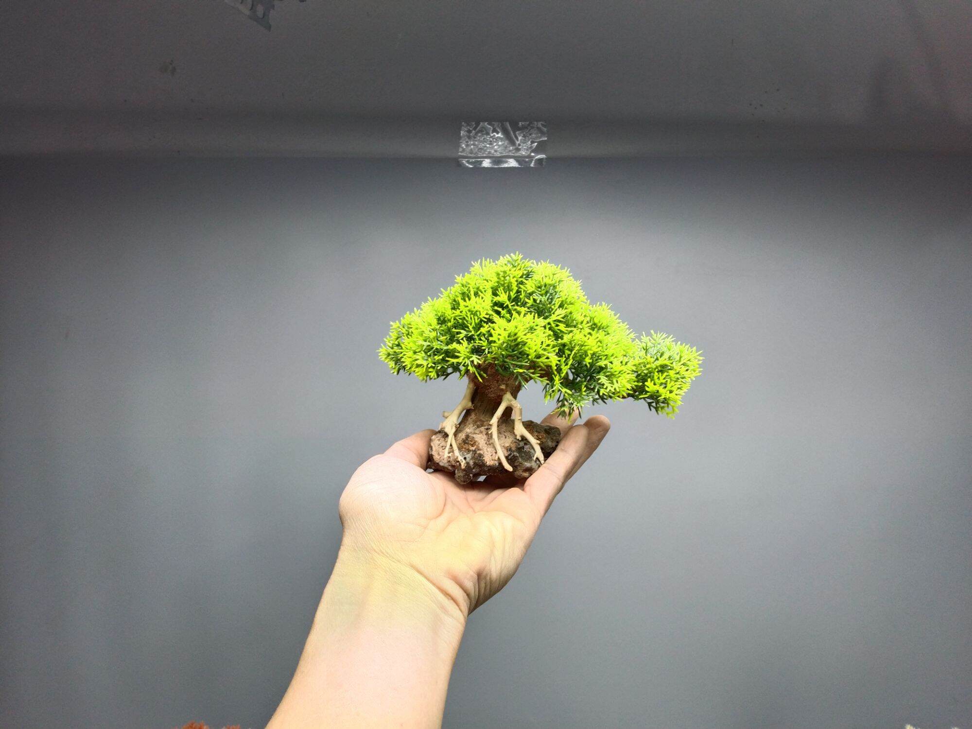 [ Mẫu mới] Tùng đế đá. Tán Tùng giả
