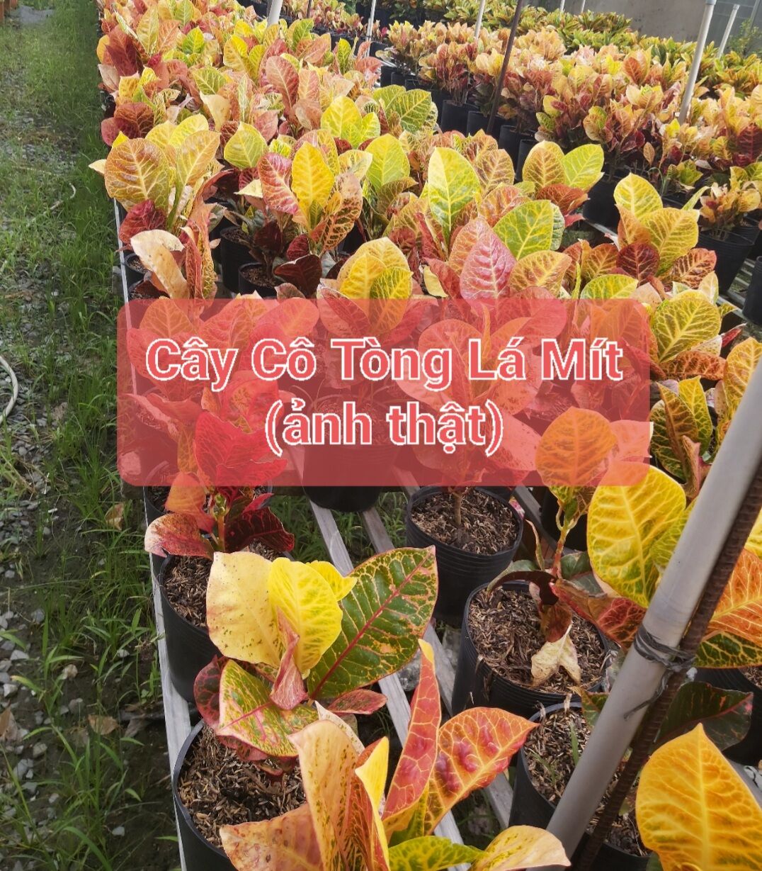 Cây Cô Tòng Lá Mít
