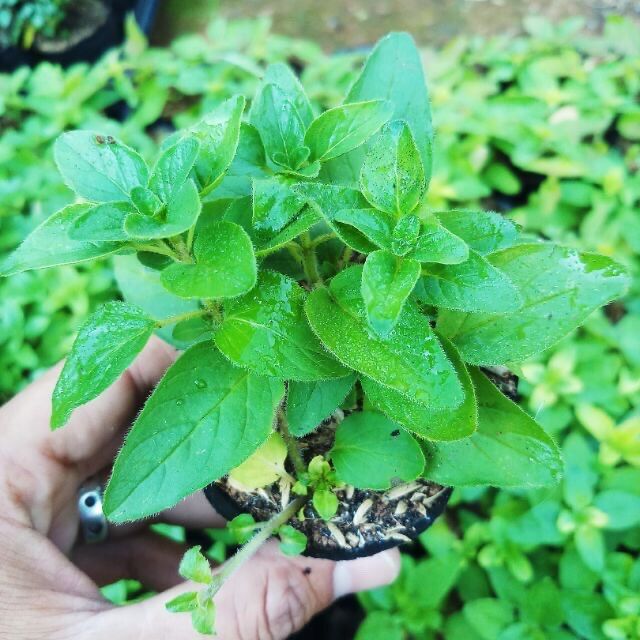 Kinh giới cay oregano bầu giống