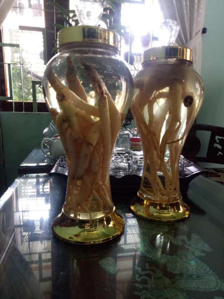 Sâm dây Ngọc Linh _ Đẳng sâm kontum