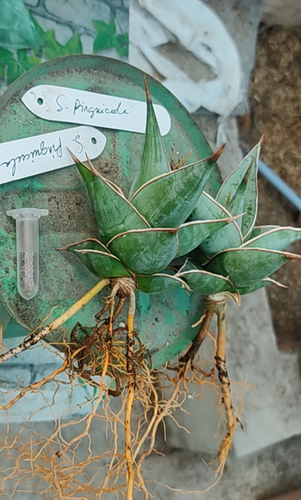 Cây lưỡi hổ lá dày - Sansevieria Pinguicula