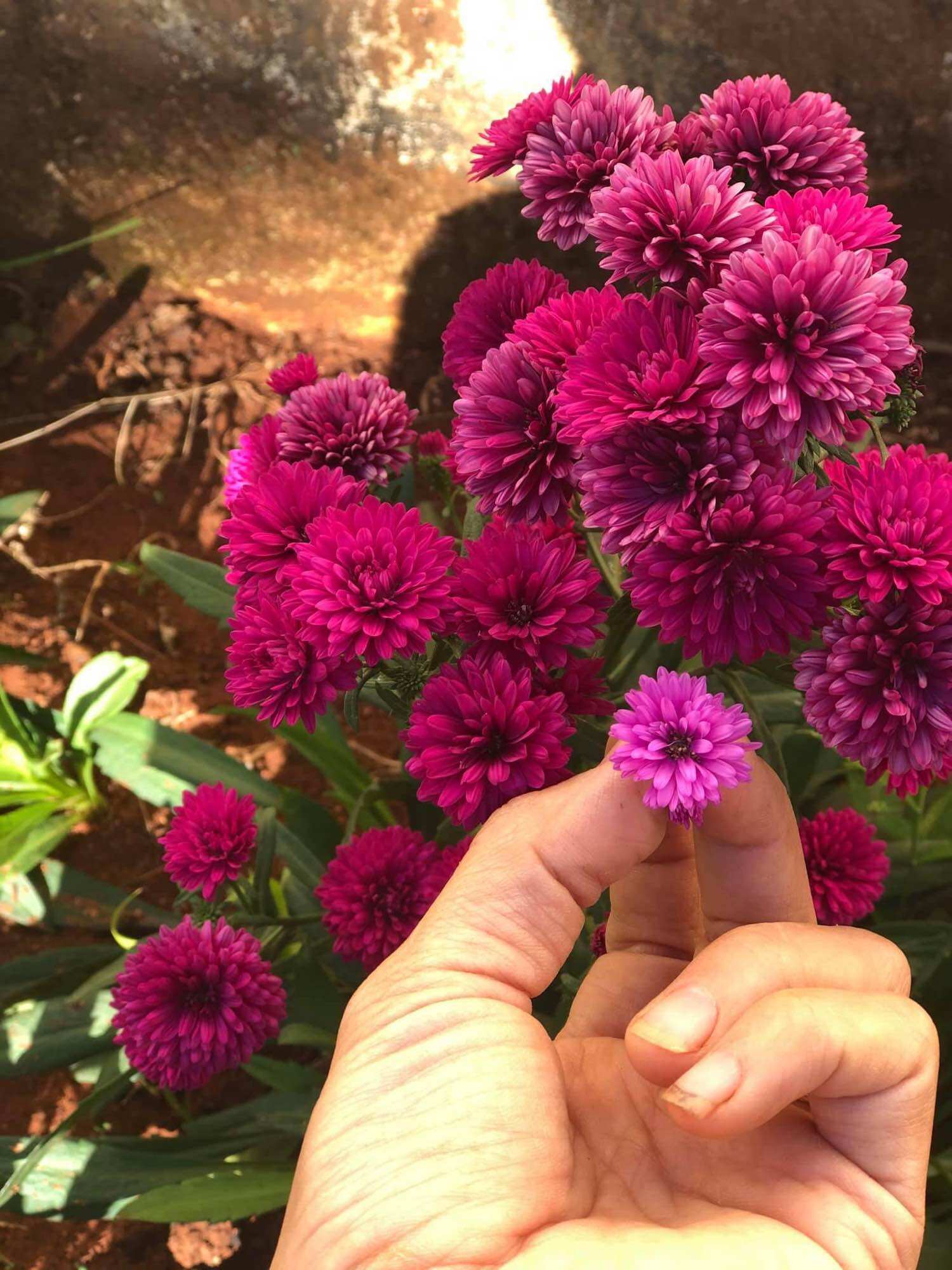 Chậu hoa thạch thảo