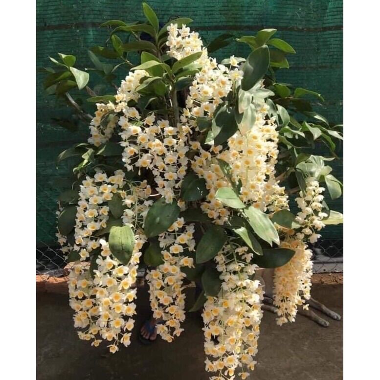 Hoa lan Kiều Vuông Sỉ 10k 1 bó hình cuối
