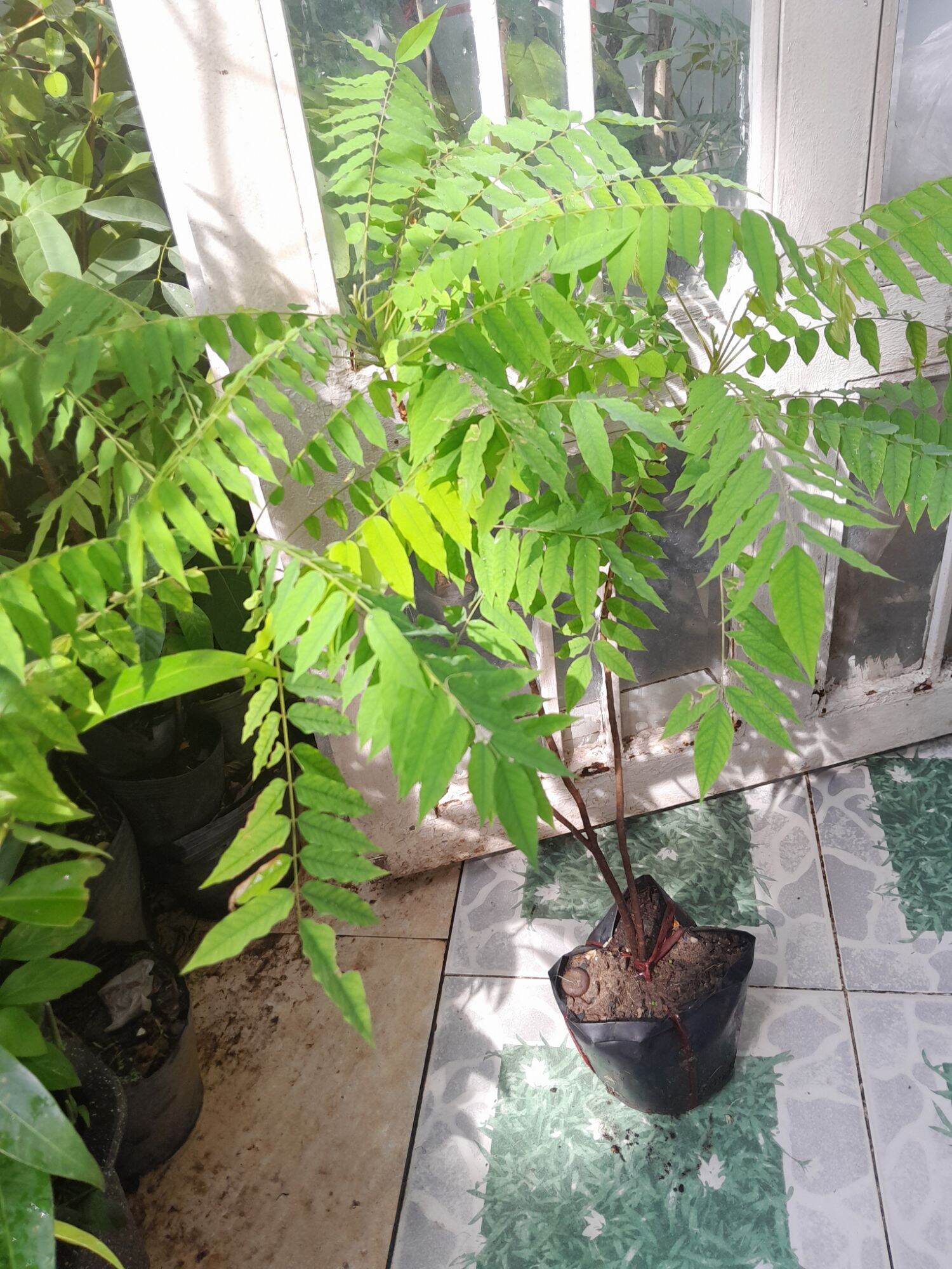 cây khế tàu cao 70cm