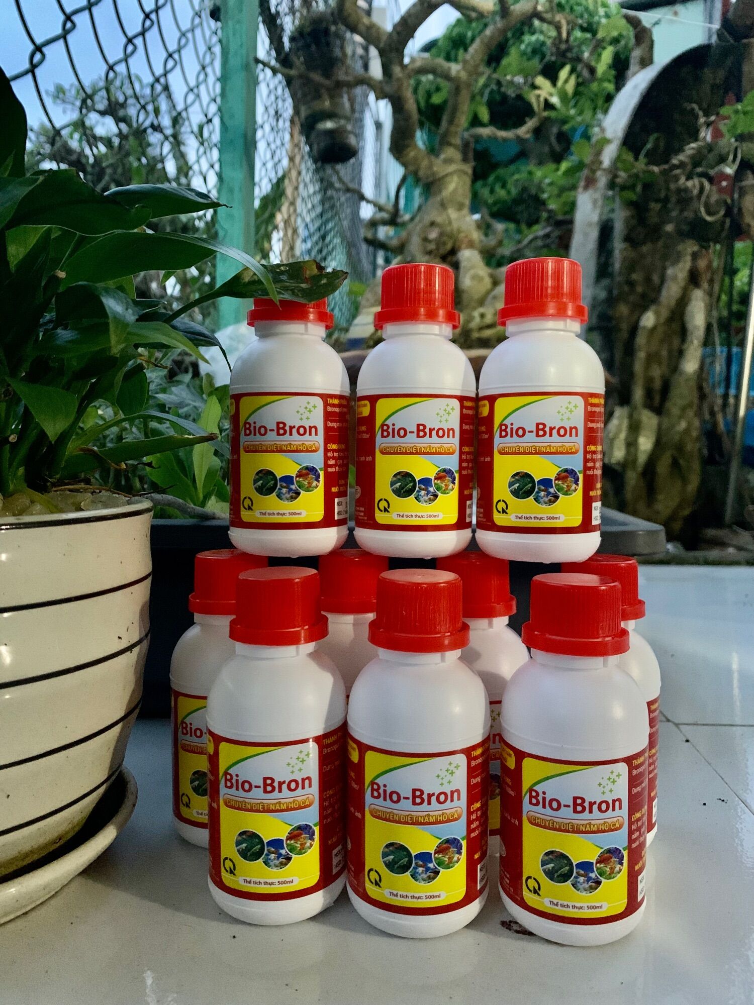 DIỆT NẤM CHO HỒ CÁ KOI, CÁ CẢNH