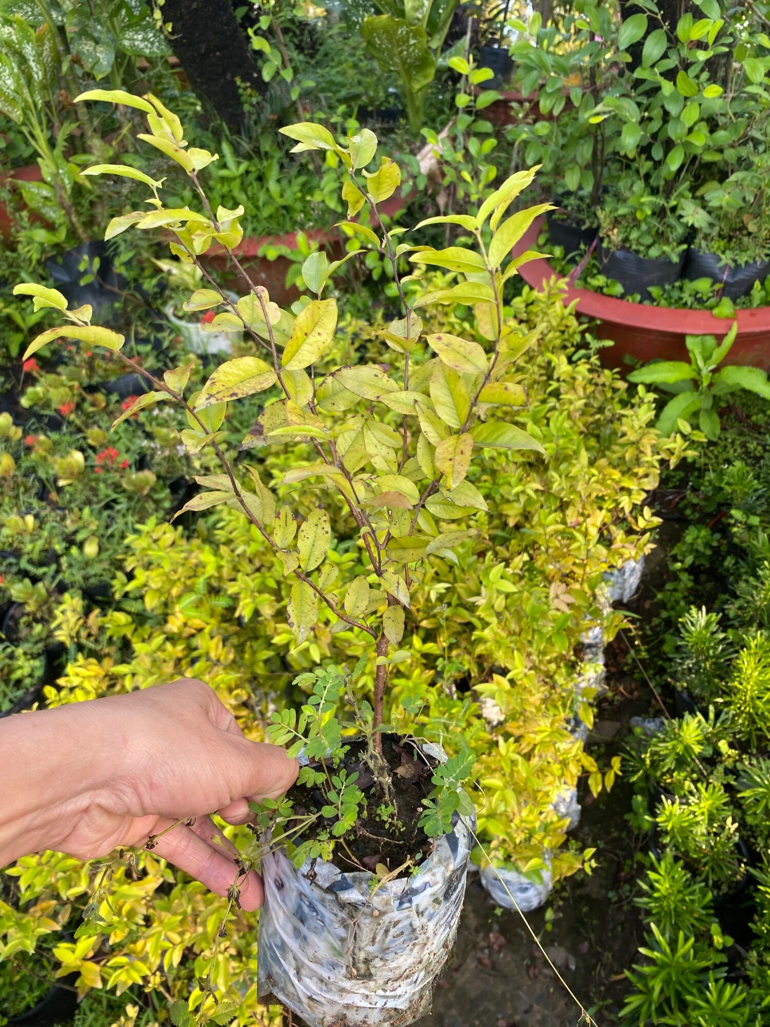 Nho thân gỗ lá lớn ( cây giống )