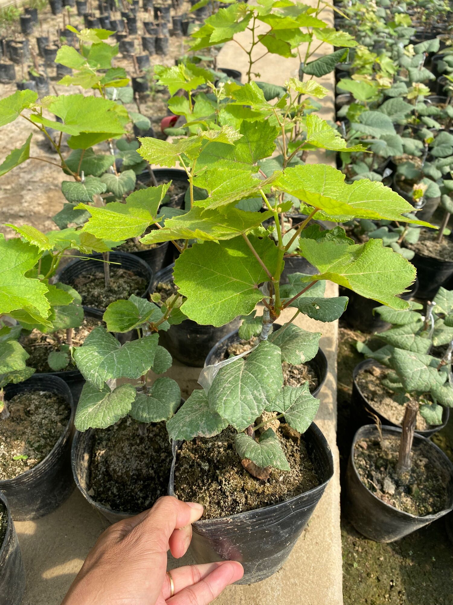 Cây Nho Giống Bailey ( Mẫu đơn đen )