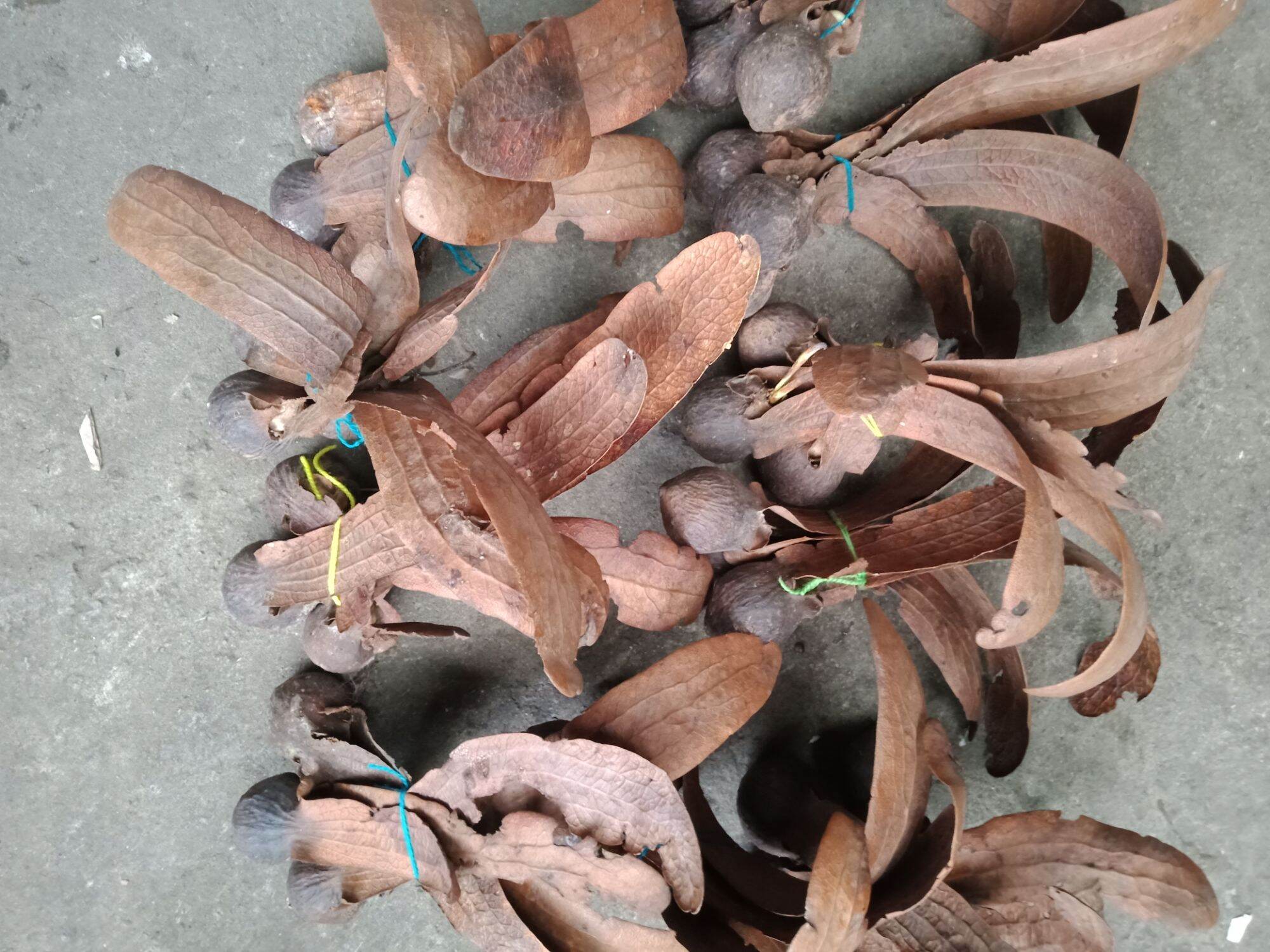 quả tai thỏ khô, quả chò nâu (20 quả)