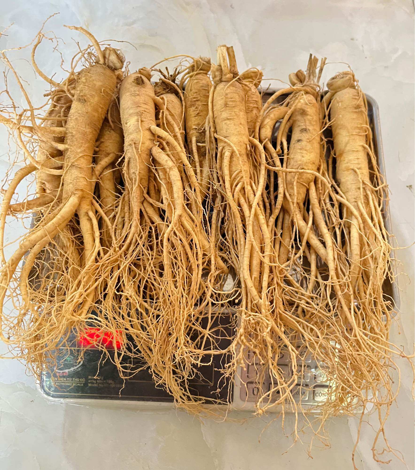 1 Củ Nhân Sâm Tươi Hàn Quốc Size 10 Củ/Kg, 1 củ 100gram