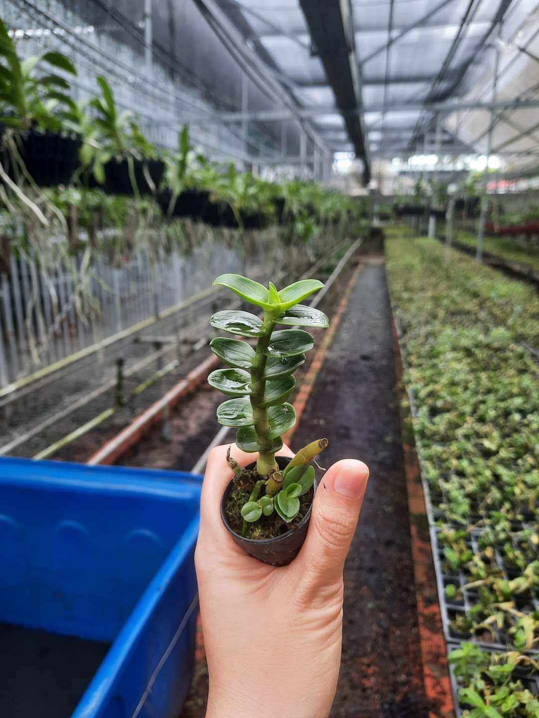 Phi điệp lá mít đồng xu giống