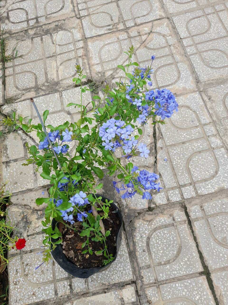 Chậu hoa thanh xà đang hoa nụ
