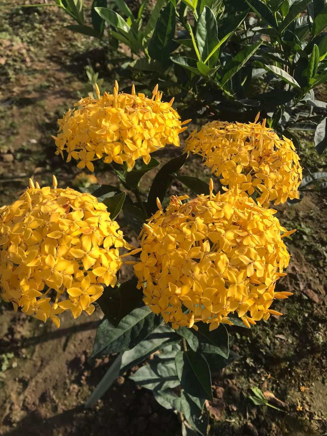 2 cây giống trang mỹ vàng chanh