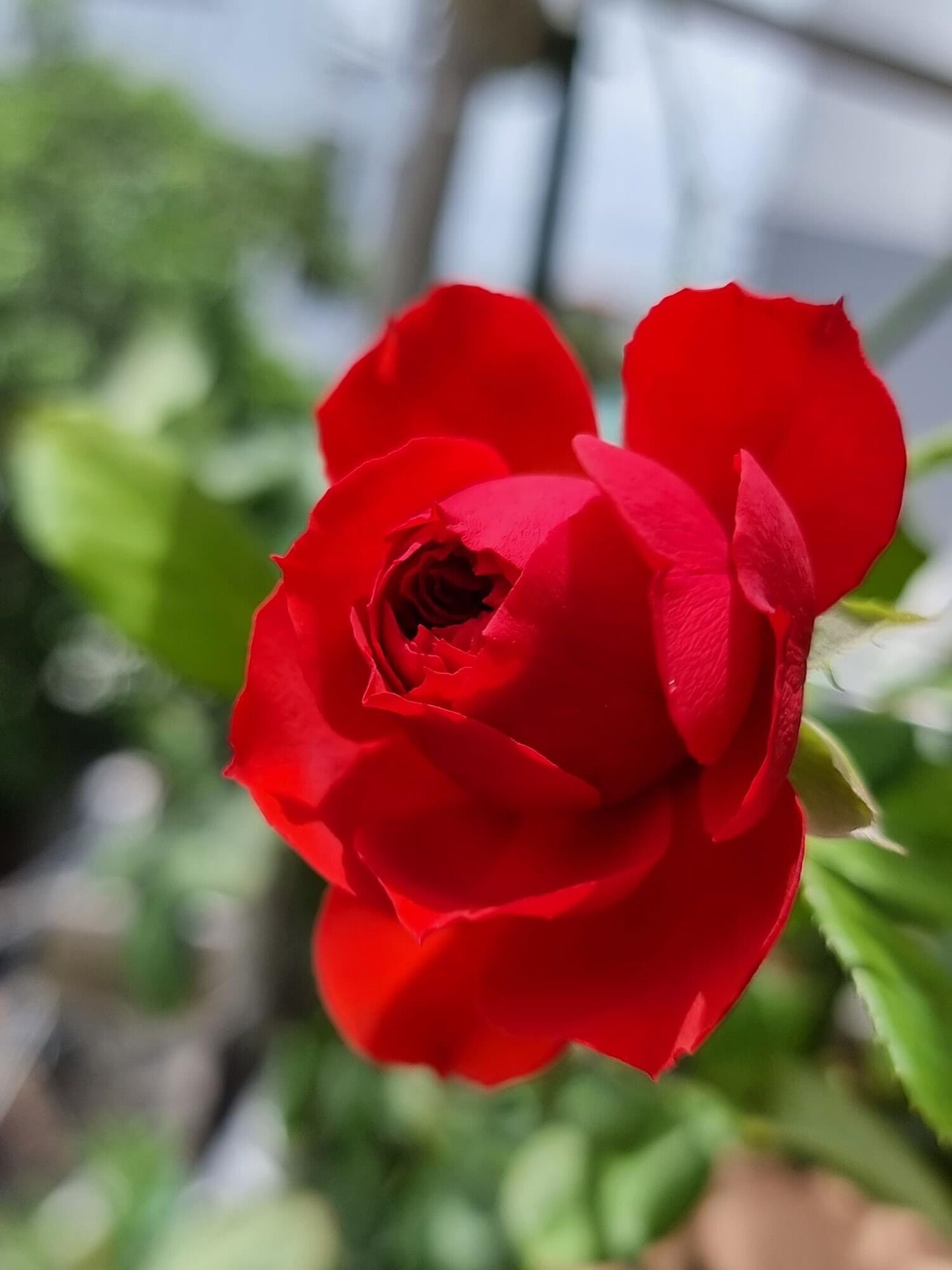 Hoa hồng Ngoại Red Apple Rose