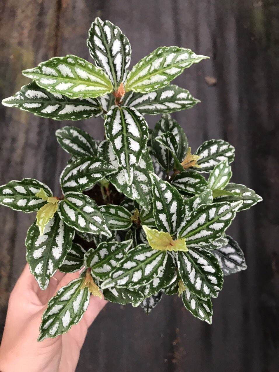 Cây sọc dưa - Pilea Cadierei- cây đẹp xinh xắn.