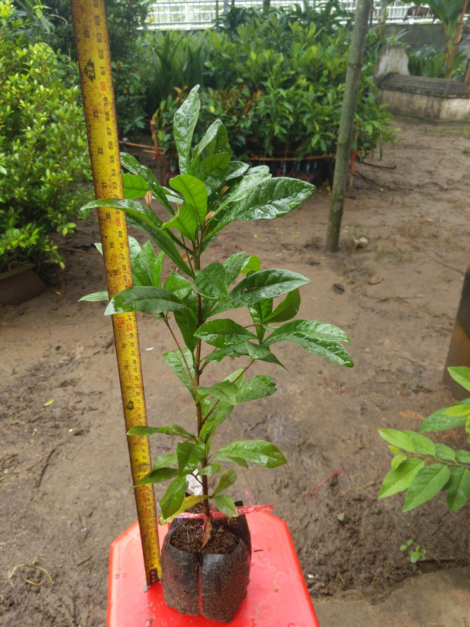 Cây giống Cây Thần kì