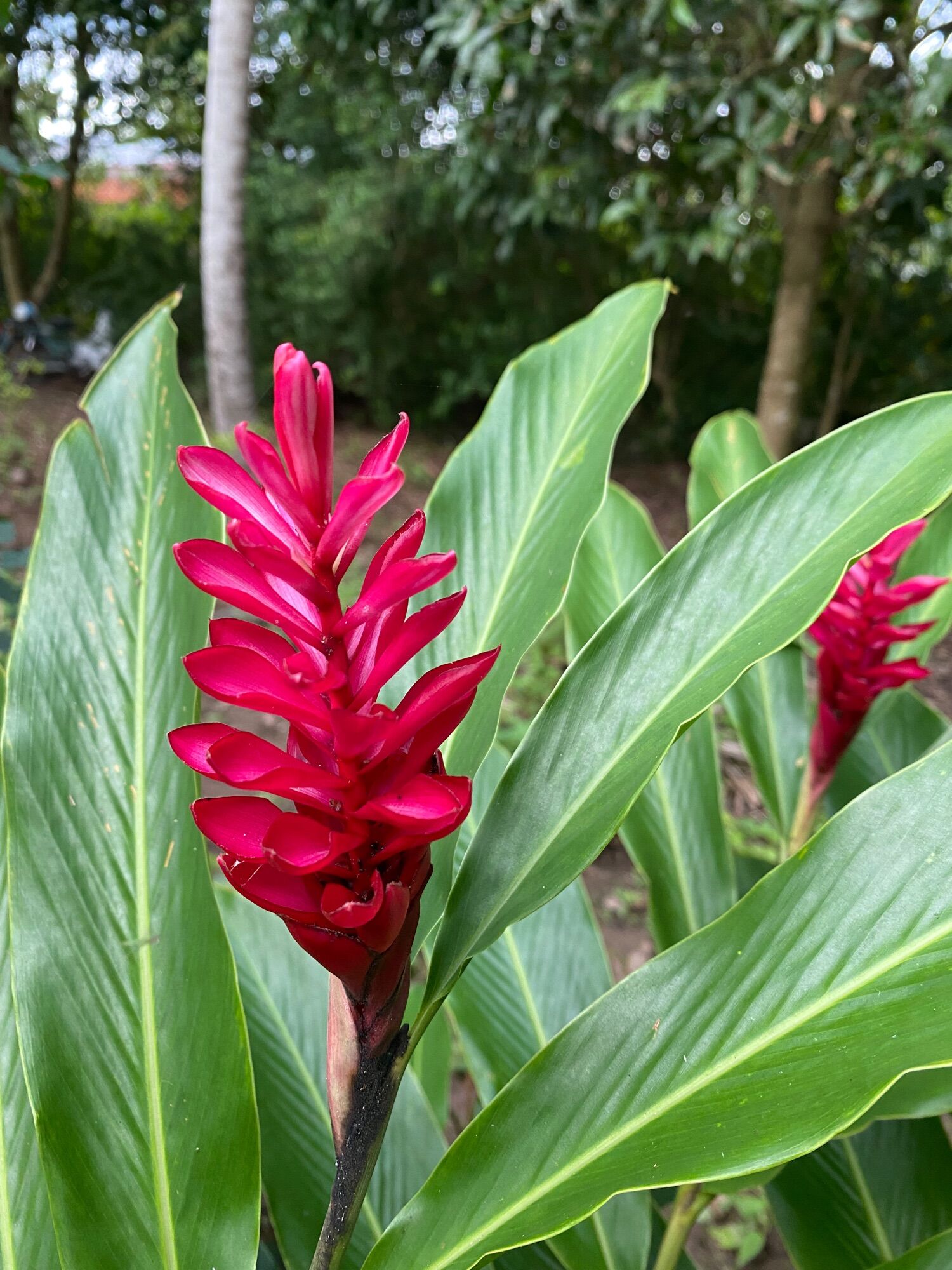 Cây hoa hạnh phúc