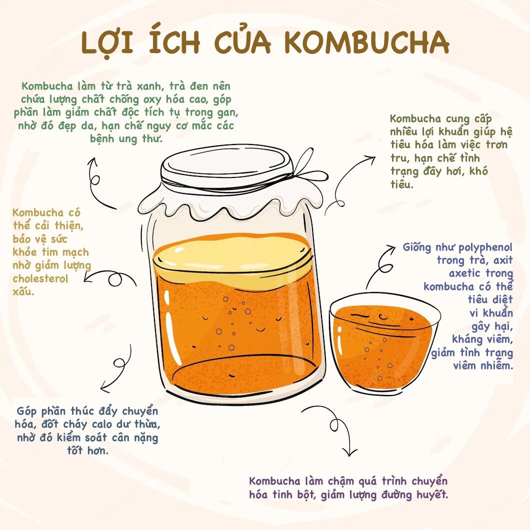 Scoby kombucha, con giống làm trà kombucha