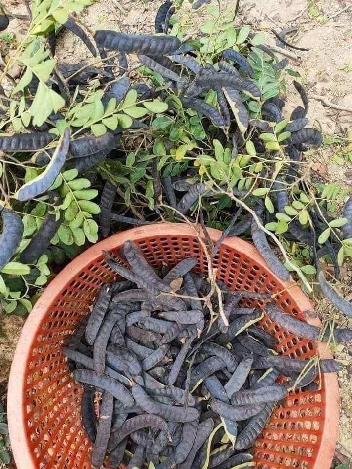 1kg bồ kết khô
