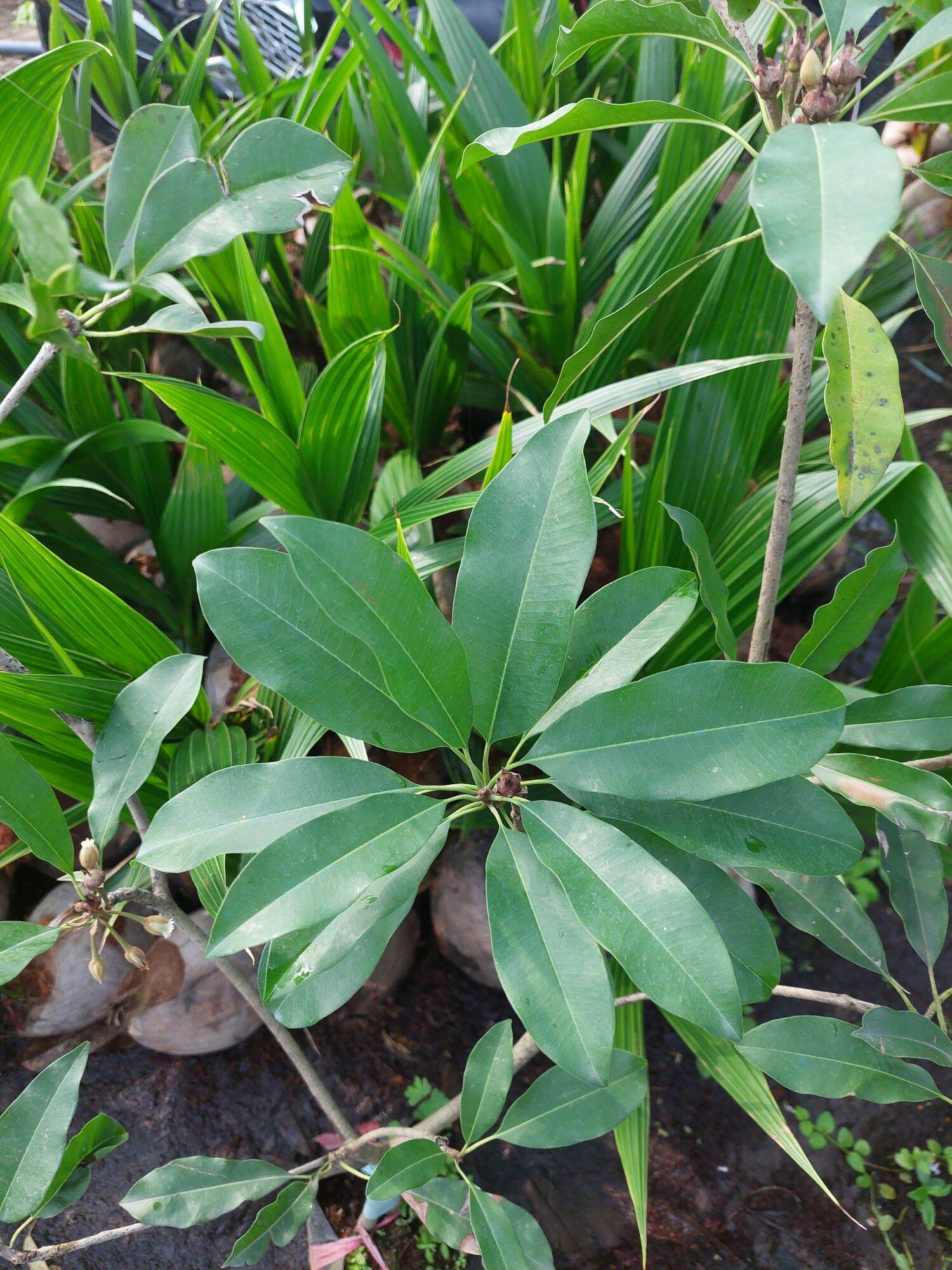 Sapoche mêxico ( Hồng xiêm )