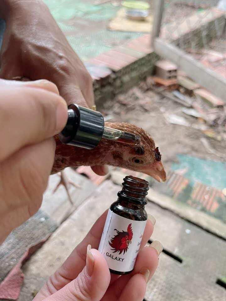 Galaxy: tri đậu gà, nổi trái_ 1 chai 10ml