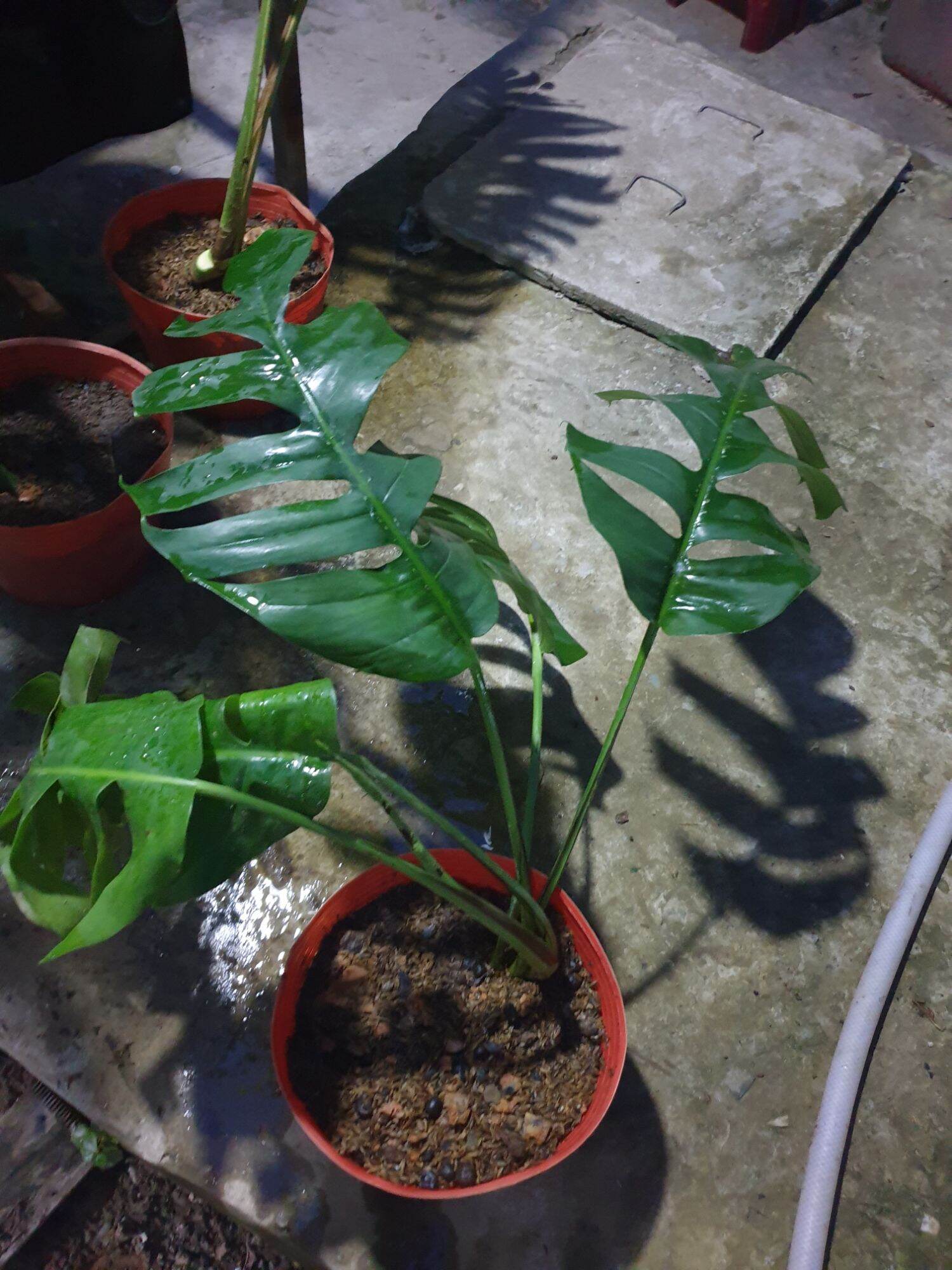 Trầu bà lá xẻ Nam Mỹ