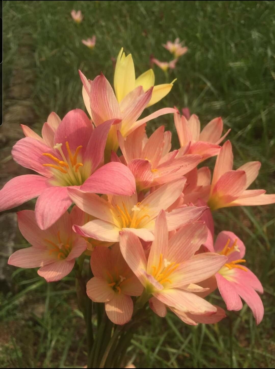 Củ Huệ mưa cam nhạt Sunset Strain