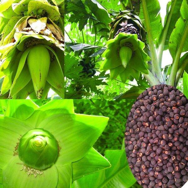 Cây giống chuối hột cấy mô