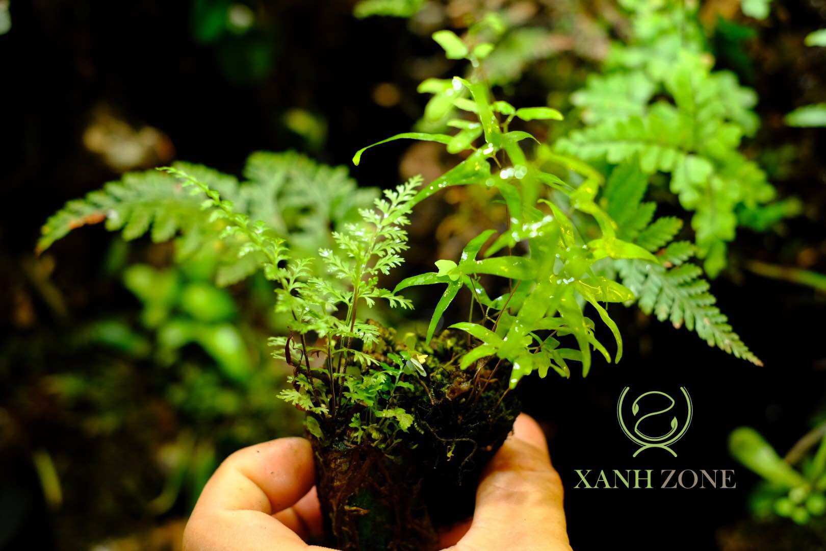 dương xỉ thân nước, dương xỉ mini