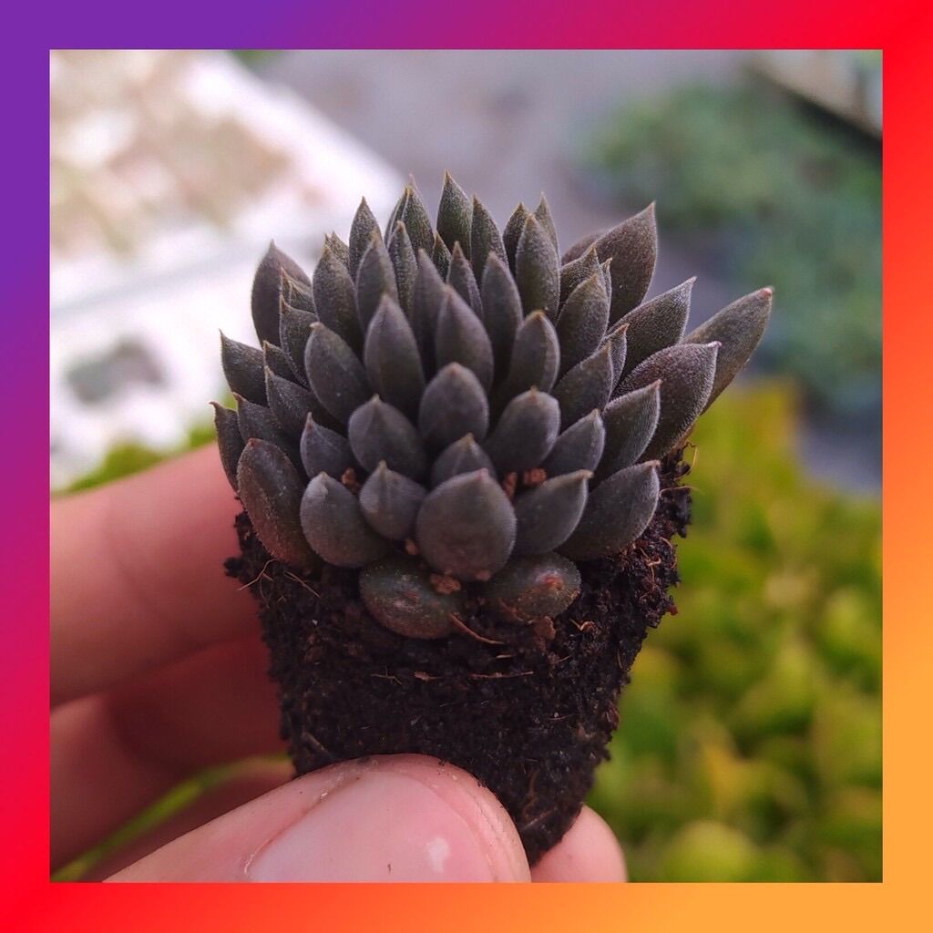SEN ĐÁ NHÍM ĐEN SIZE MINI KHOẺ ĐẸP LỖI 1 ĐỔI 1