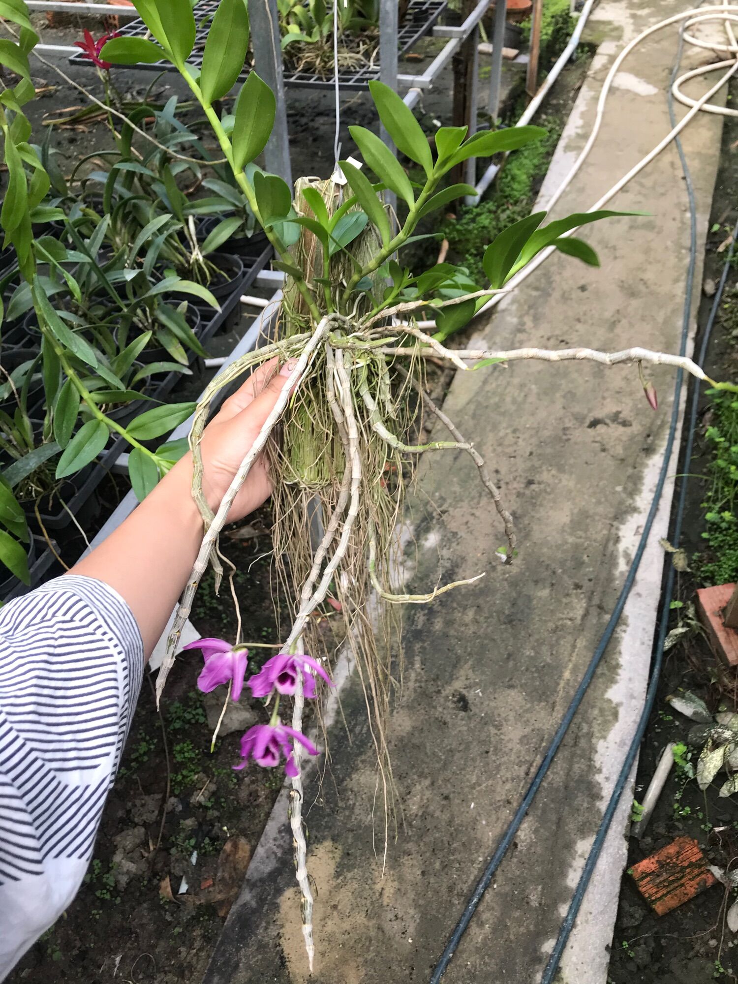 Lan Trầm Tím Bảng Gỗ Hoa Siêu Thơm