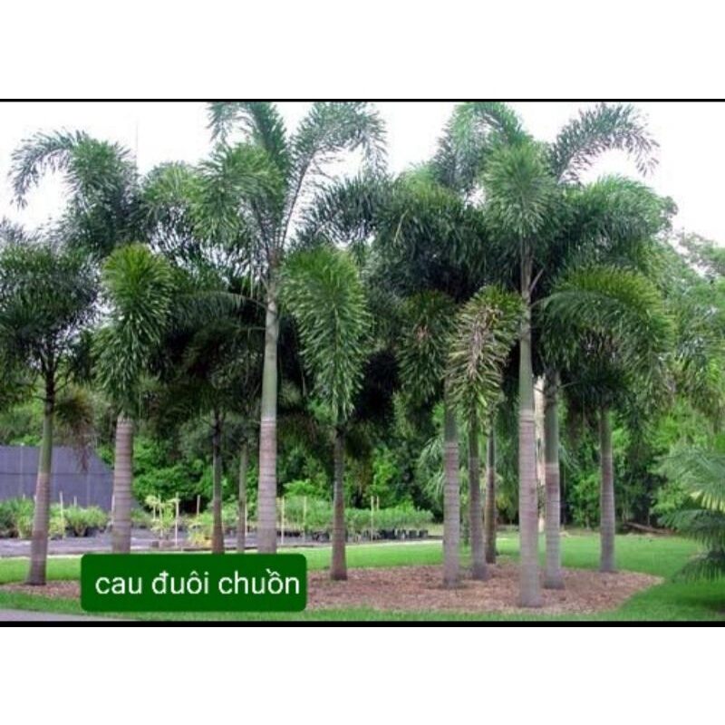 Cây cau đuôi chồn