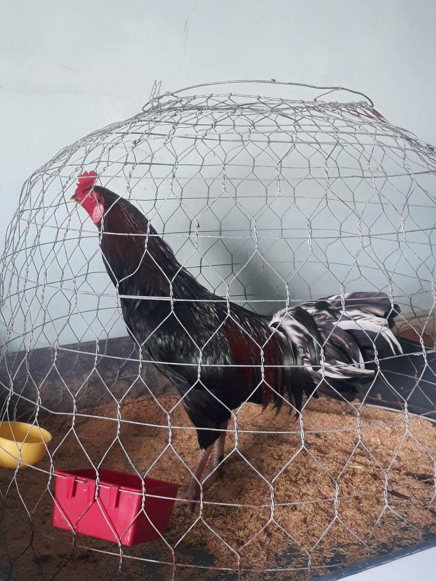 GÀ LƯỠNG NHÃN ,BỔN GÀ CỰC HIẾM  . 10 TRỨNG GÀ NÒI SIU MỸ LỚN KÝ ẤP NỞ CON GIỐNG .GÀ NỌC 3K9