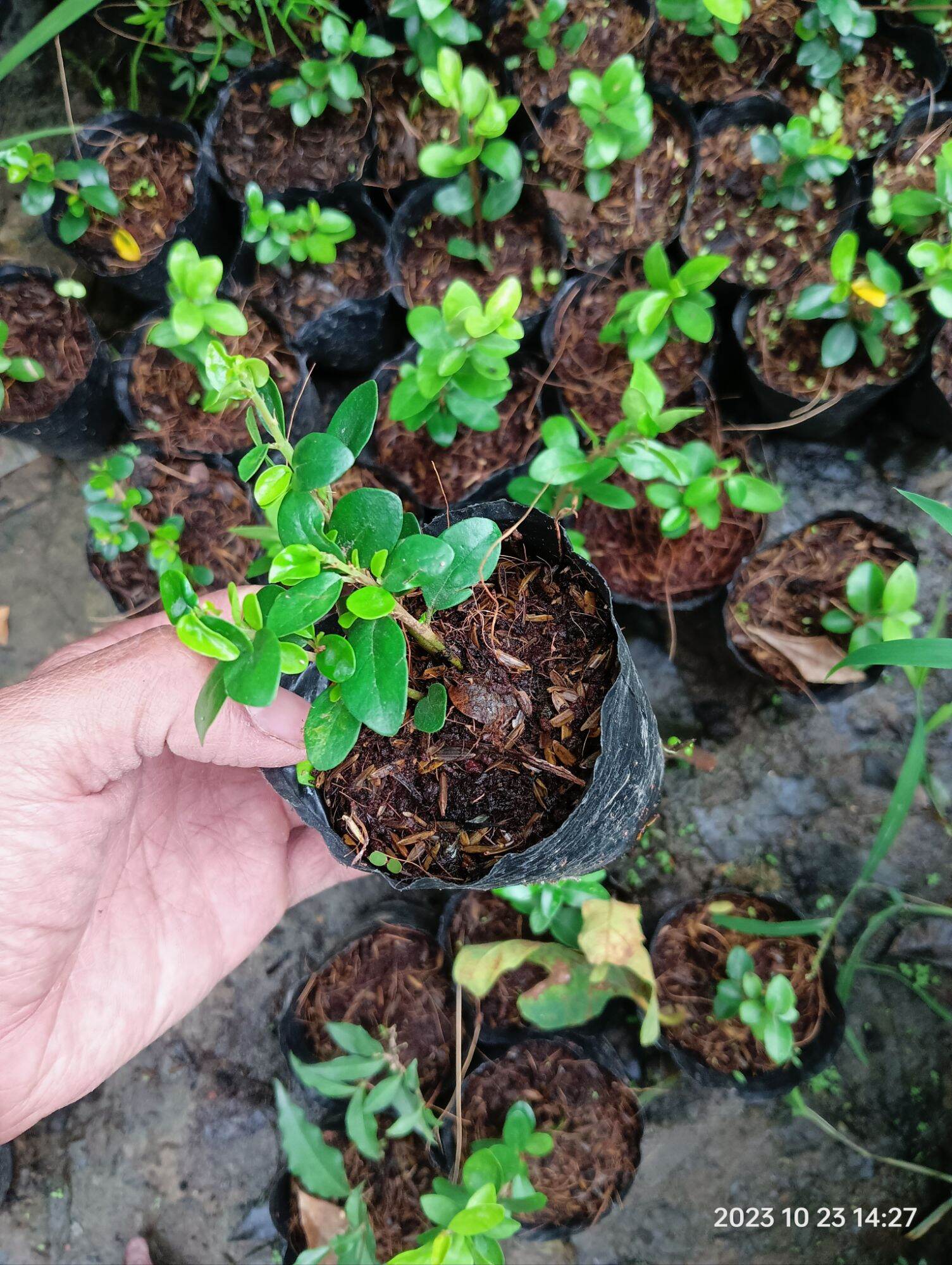 Cây giống sam núi