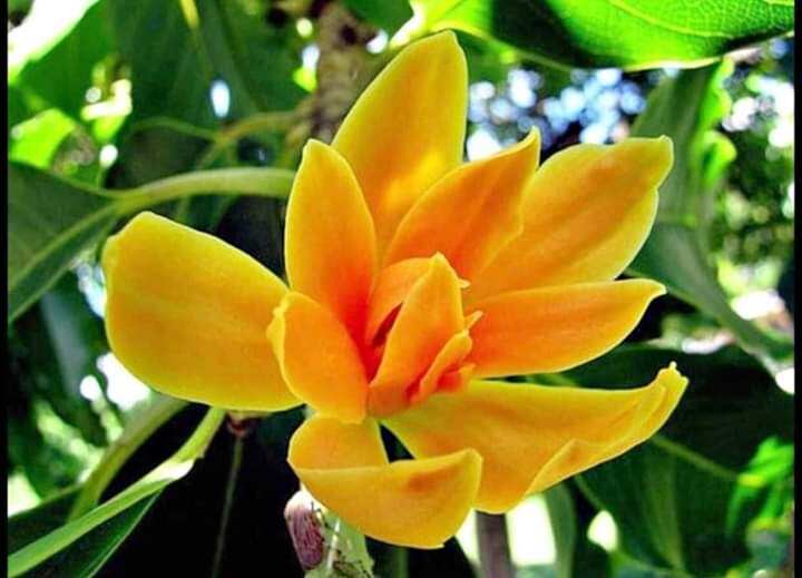 cây hoa ngọc lan (cây giống)