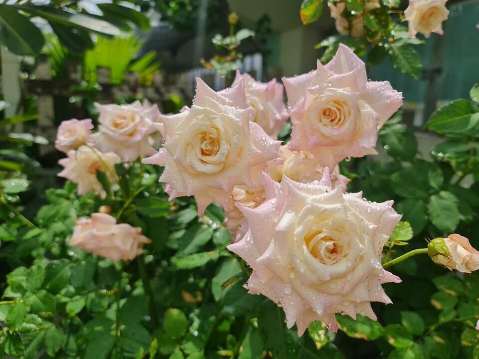 Hoa hồng thân gỗ tree mini Santuary rose