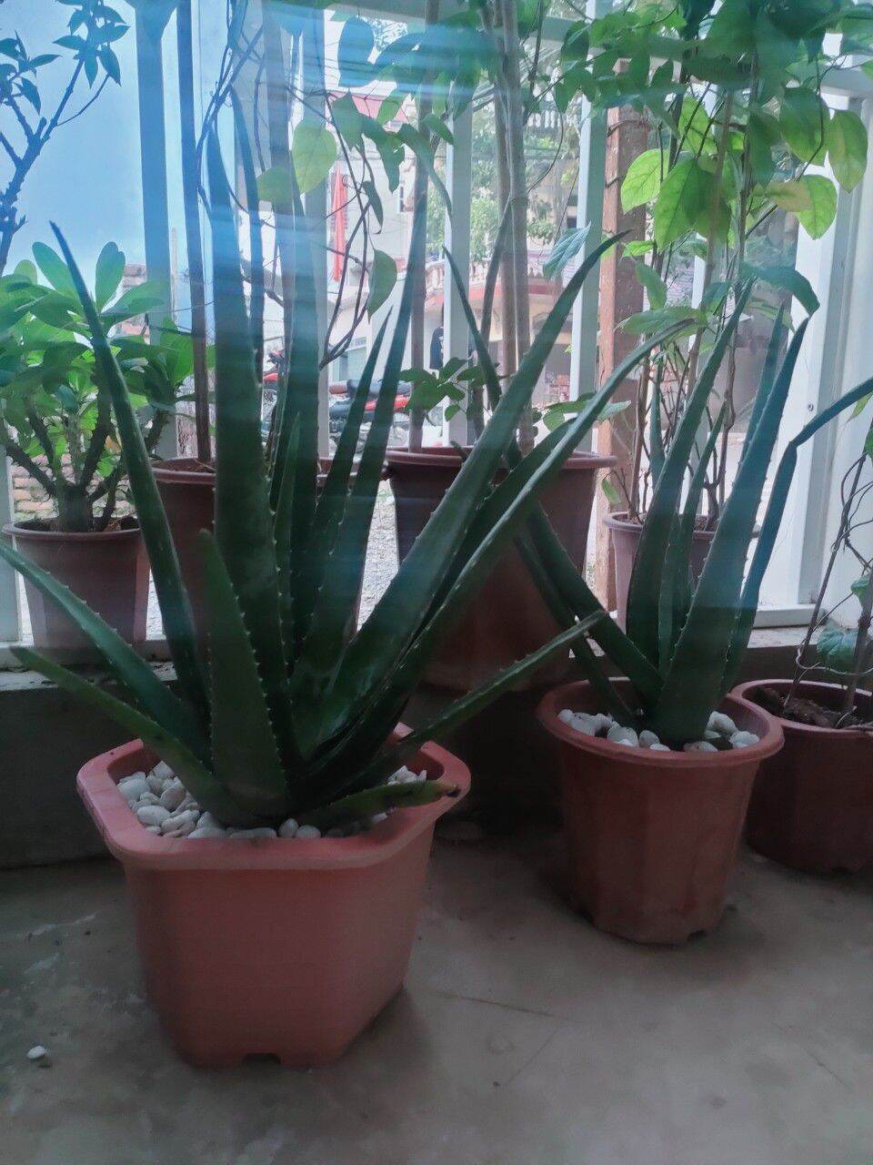Nha đam Mỹ