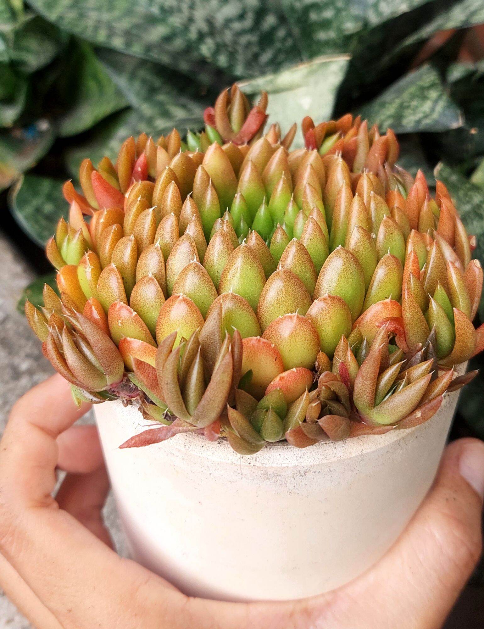 Sen đá BIẾN HÌNH size 9- 10 cm